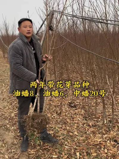 #关注我每天为你分享更多农业知识 #服务三农支持三农 #农业技术推广 #抖音助农 #乡村振兴dou行动 @抖音小助手 @抖音创作者中心 @抖音热点宝