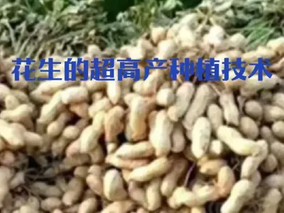 花生的超高产备播技术#花生种植管理技术 #花生种植 #花生高产 #花生的种植方法 #花生高产秘方