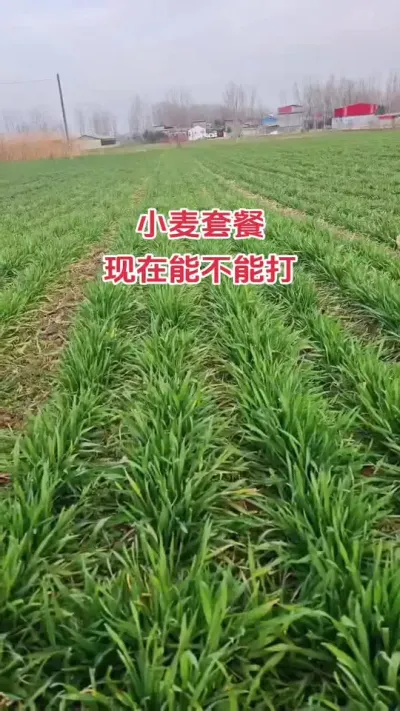 现在打小麦套餐早不早#农业人 #小麦 #小麦高产技术 #农业种植技术 #种地不容易