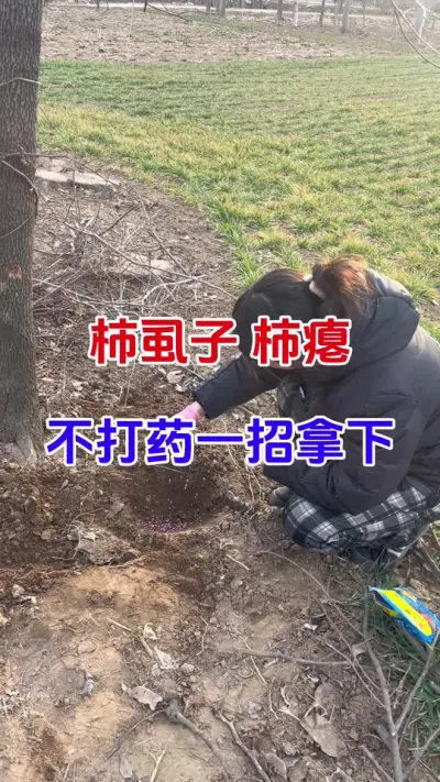 柿虱子柿鳖不打药，一招全拿下#柿子树 #柿虱子 #柿鳖#柿子小白点 #防虫颗粒