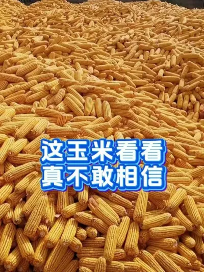 春玉米种子怎样选择 #玉米种子 #春玉米 #玉米