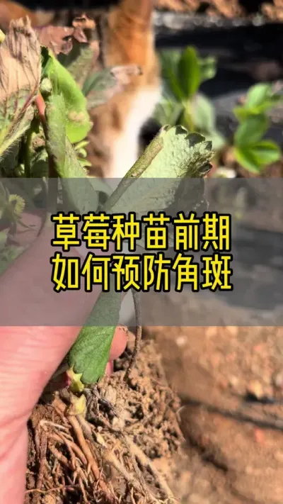 草莓种苗前期如何预防细菌性角斑#草莓#草莓育苗#草莓伤根的表现