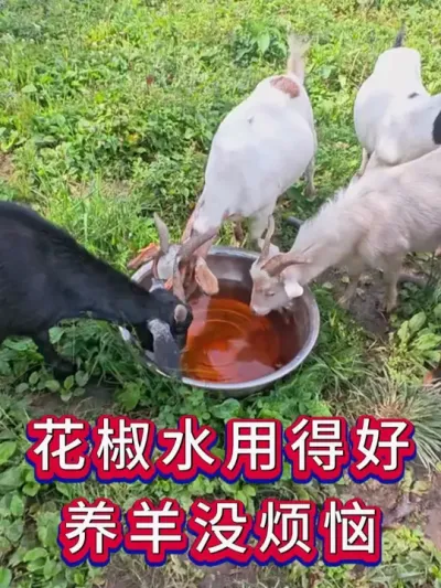 花椒水用得好养羊没烦恼 #养羊 #养殖知识 #养羊人 #新手养羊
