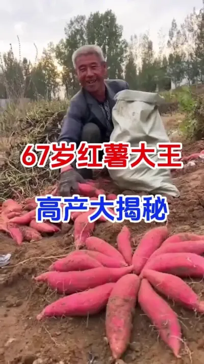 67岁红薯大王高产大揭秘#红薯种植#红薯移栽#蘸根 #红薯高产#红薯大丰收