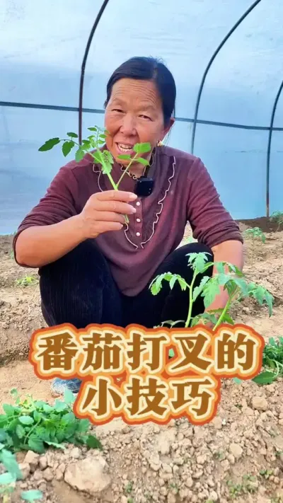 番茄打叉的小技巧 番茄打叉的小技巧#番茄种植 #西红柿种植 #种植小技巧 #生菜杨姐 #三农 @DOU+上热门 @DOU+小助手