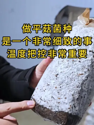 做平菇菌种，是非常细致的事，温度把控非常重要，菌种质量才能更上一层楼。#平菇种植 #平菇菌种 #食用菌栽培种 #栽培种