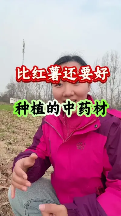 药材种植 比红薯还要好种的中药材品种#药材种植#药材管理