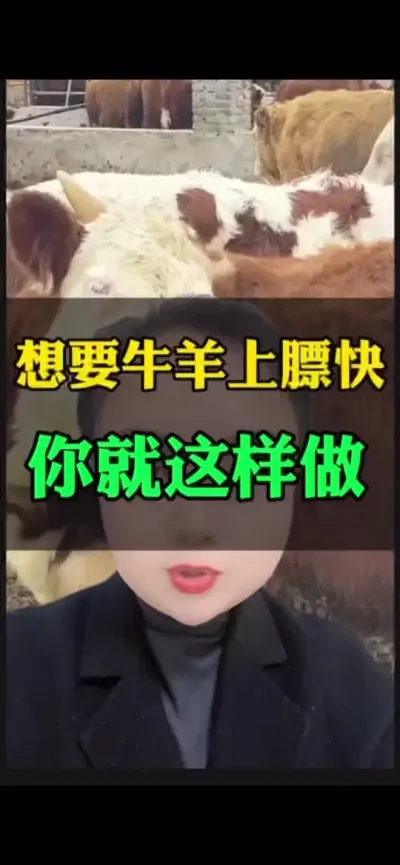 想要牛羊上膘快，你就这样做#肉牛养殖 #西门塔尔 #养殖户 #自繁自养 #西门塔尔母牛