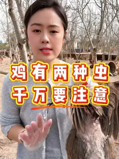 鸡有两种虫个个要鸡命 #科学养鸡 #鸡鸭鹅养殖 #鸡病防治 #养殖小妙招 #抖音养鸡人