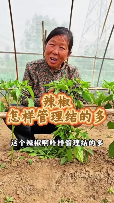 辣椒怎么管理结的多 辣椒怎么管理产量高#辣椒种植 #辣椒管理技术 #蔬菜种植 #生菜杨姐 #三农流量扶持计划 @DOU+小助手