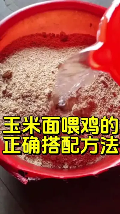 玉米面喂鸡的正确方法#养鸡 #散养土鸡#养鸡妙招#科学养鸡