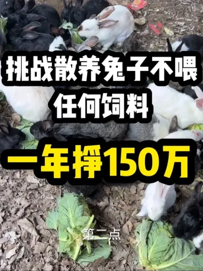挑战农村养兔子一年挣150万 #养兔技术经验分享 #养兔三分靠管理七分靠技术 #关注我教你养兔#散养兔子 #养兔子注意事项