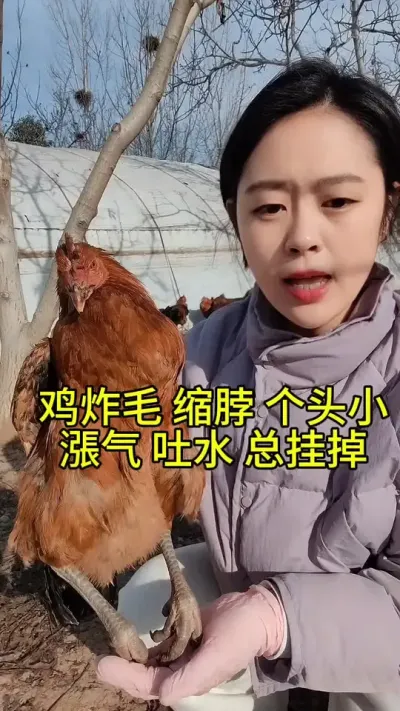 鸡炸毛缩脖个头小漲气吐水总是挂掉怎么办#养鸡#散养土鸡#养鸡妙招#科学养鸡