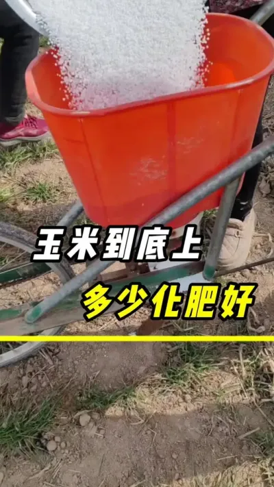 玉米到底上多少化肥好呢？#玉米 #化肥 #玉米高产管理 #玉米种植 #化肥