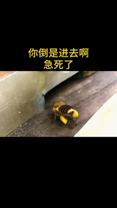 都到门口了，不进去干啥呢#蜜蜂养殖 #三农 #蜜蜂