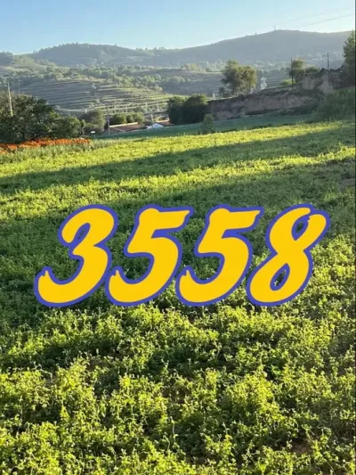 药材种植 30亩地卖18个w的药材品种特别适合新手种植 #药材种植 #药材管理 #药材高产 #板蓝根种植