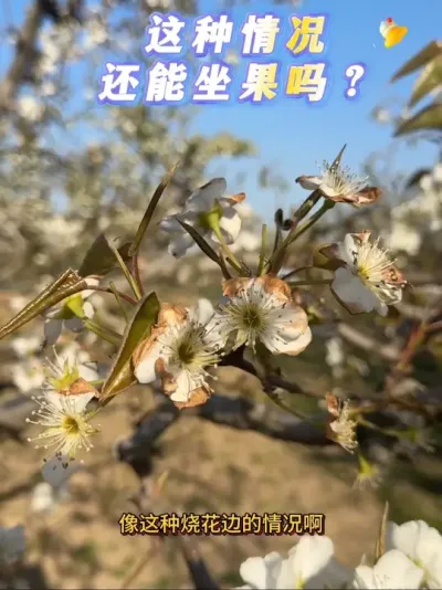 这种情况大家不用担心，温度，用药等因素都会引起 但是不会影响坐果。#来抖音学农技 #梨树 #果树管理 #抖音助农 #原创作品