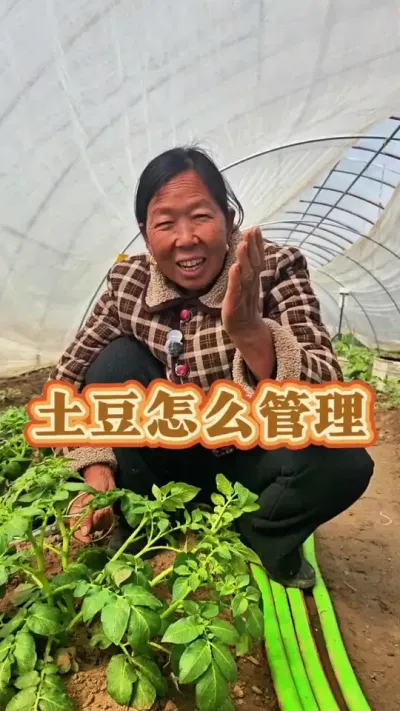 土豆怎么管理 土豆怎么管理产量高#土豆种植 #蔬菜种植 #生菜杨姐 #三农 #种植管理技术 @DOU+小助手