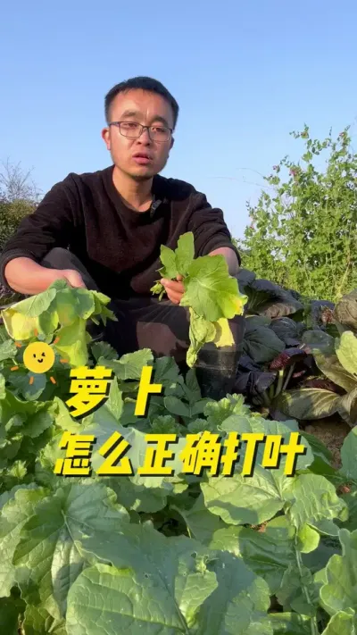 萝卜怎么正确打叶？萝卜如何打叶？#种植小技巧 #学种菜 #记录我的种植生活 #小菜园 #种菜