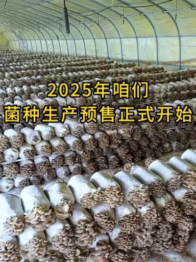 2025年咱们菌种生产预售正式开始，品种有广温，高温，广温偏高品种，全国发货。#平菇种植 #平菇菌种 #食用菌栽培种 #栽培种