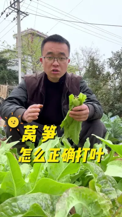莴笋怎么正确打叶？莴笋打底叶步骤？#学种菜 #关注我一起学种菜 #种植小技巧 #我爱种菜 #我的小菜园