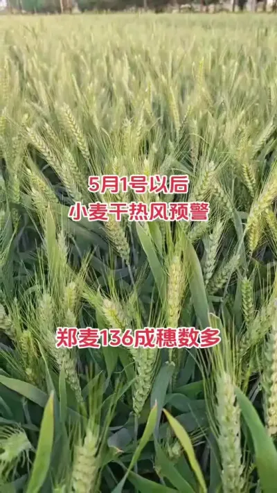 #抖音助农 #小麦 #种植 #新农人 #朝晖农资