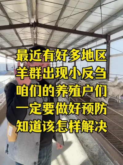 羊群出现羊瘟小反刍该怎么办#农村养牛羊   #每天分享养羊知识#羊瘟小反刍