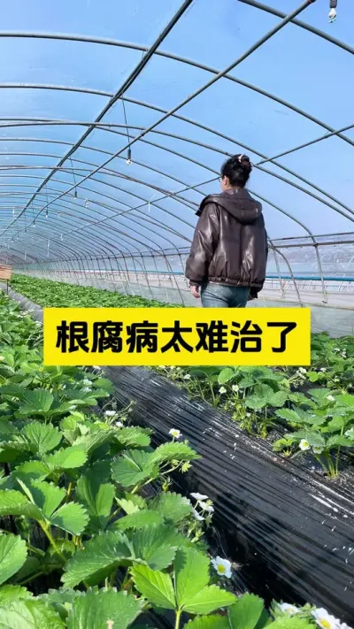 根腐病不好治，一定要提前预防！#启明生物大师姐 #草莓种植管理技术和方法 #草莓种植 #新农人计划 #农业技术推广