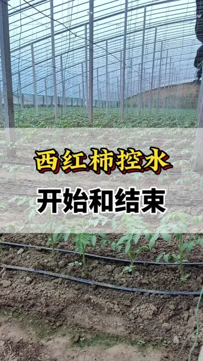 西红柿控水，开始和结束#服务三农支持三农 #分享农业知识帮农民增产增收 #西红柿种植 #西红柿怎么打叉和打头 #黄瓜西红柿高产配方