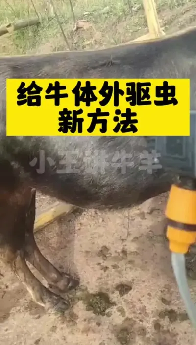 给牛体外喷洒驱虫#全国养牛人 #养殖户 #驱虫小技巧 #自繁自养