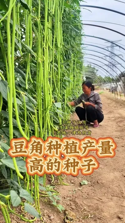 豆角高产种植的种子 豆角高产种植的种子#豆角种植 #豆角高产技术 #蔬菜种植 #生菜杨姐