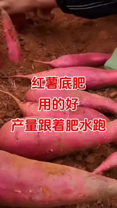 红薯底肥用的好，产量跟着肥水跑#红薯种植#红薯底肥#红薯管理#红薯高产#种植小技巧