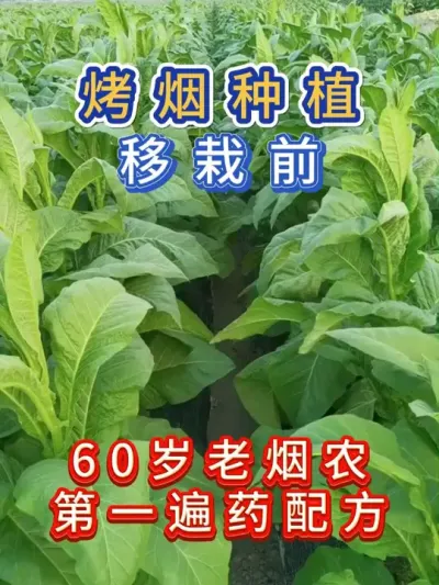 云南老烟农，烤烟移栽的第一遍药 #烤烟 #烤烟种植 #烤烟种植技术与管理 #农业种植 #三农