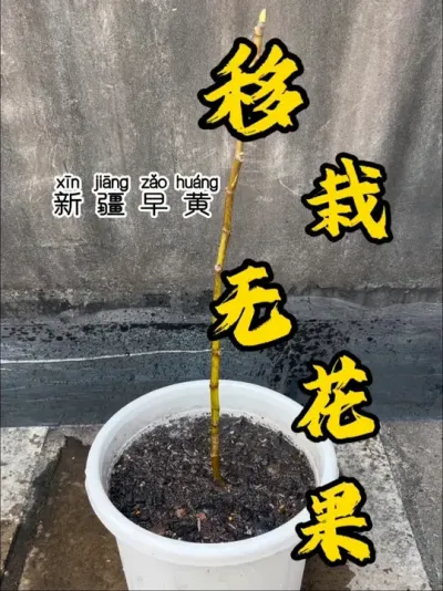 犟种就是要盆栽新疆早黄，我就不信邪，我种不出果来！#记录我的种植生活 #盆栽果树 #新疆早黄 #盆栽无花果