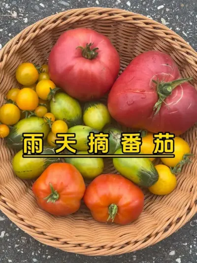 下雨天赶紧摘番茄，不然都裂果了。今年春天的雨季又来了！#记录我的种植生活 #我爱种菜 #楼顶菜园 #盆栽番茄#阿巴坎玫瑰