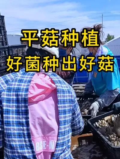 平菇种植，蘑菇大收获，好菌种出好菇，需要平菇菌种的可以联系我#平菇种植 #平菇菌种 #食用菌栽培种 #栽培种