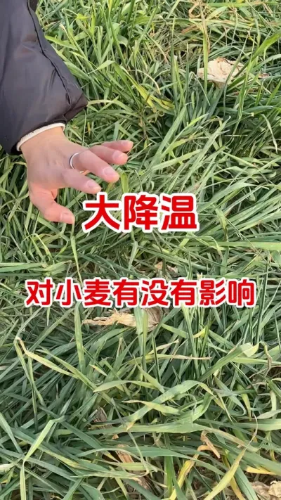 大降温对小麦有没有影响#小麦种植#小麦管理#降温对小麦的影响 #小麦高产#分享农业知识帮农民增产增收
