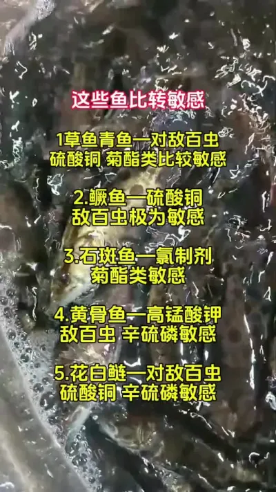养鱼用💊小知识 #水产养殖 #鱼虾蟹养殖 #特种水产养殖 #鱼苗 @抖加🔥上热门🔥dou+🔥热点宝