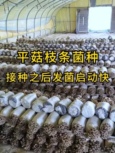 平菇枝条菌种，纯手工制作，菌丝健壮，接种之后发菌启动快。#平菇菌种 #平菇种植 #食用菌栽培种 #栽培种