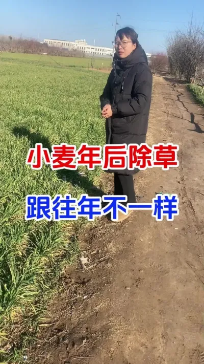 今年小麦除草和往年不一样#小麦种植#小麦苗后除草剂#小麦年后除草#小麦高产