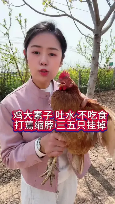 #服务三农支持三农 #科学养鸡 #养鸡人 #抖音养鸡人 #养鸡妙招