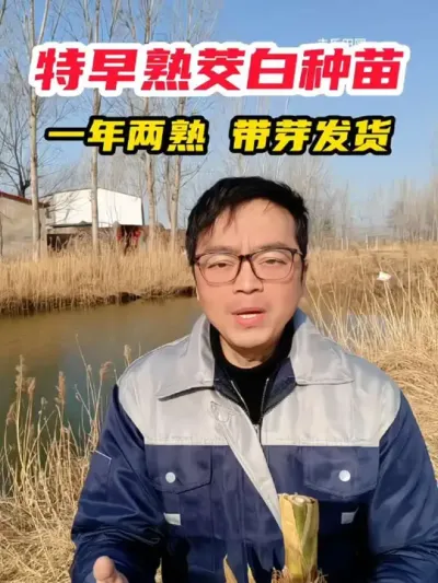 双季高产早熟茭白种苗，种植简单耐老化，口感特别好，现在正是种植的好时机 #茭白 #茭白苗 #双季茭白苗 #优质种苗 #阳台小院均可种植