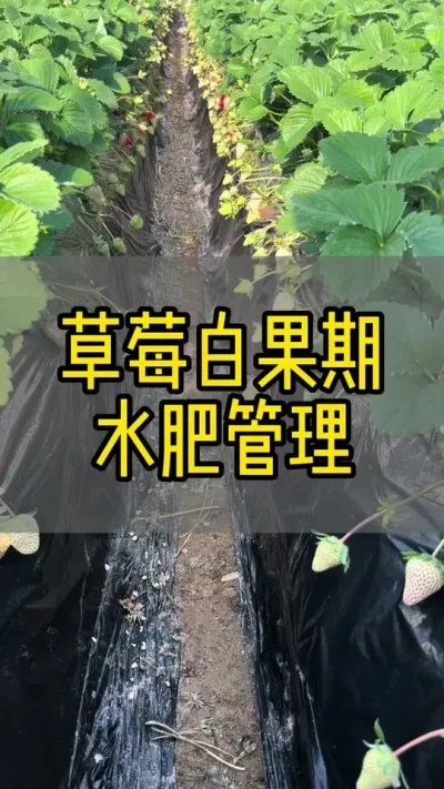 #新农人计划2024 #草莓种植 #抖音助农 #dou来一起种草莓 草莓百货期水肥管理