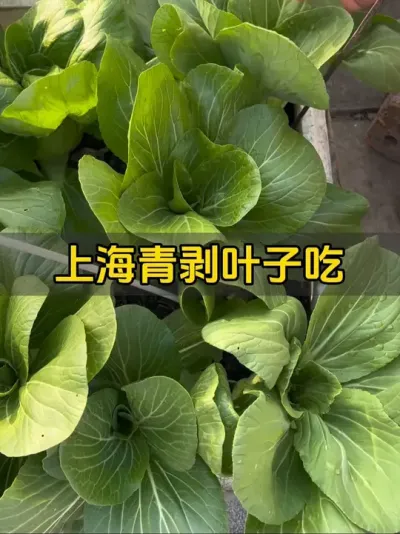 过节吃的菜，你们都准备好了没？我不舍的拔上海青，剥叶子吃久一点。#记录我的种植生活 #我的小菜园 #蔬菜🥬 #自己种的纯天然的绿色蔬菜
