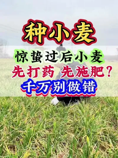惊蛰过后小麦先打药还是先施肥？千万别做错#小麦 #小麦种植 #小麦管理 #小麦高产 #种小麦