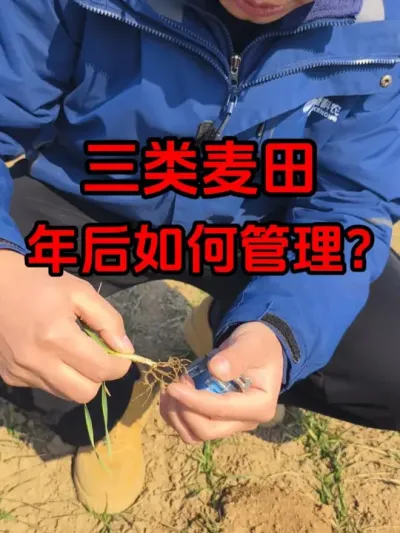 三类麦田年后该如何管理？ 提早浇水施肥，适时进行施药刺激生长，适时晚除草。#小麦返青期管理 #小麦三类苗的管理 #小麦种植管理技术
