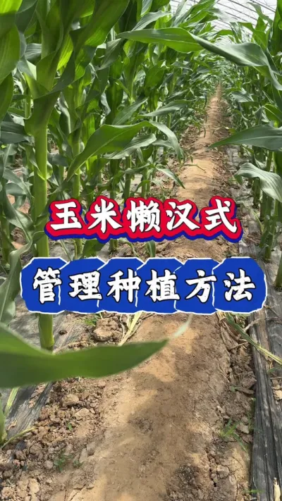 玉米懒汉式管理种植方法#玉米高产 #玉米种植 #农业知识 #玉米 #三农
