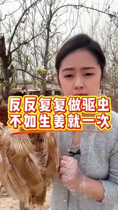 反反复复做驱虫，不如生姜就一次 #养鸡#鸡病防治#科学养鸡#养鸡妙招#散养土鸡