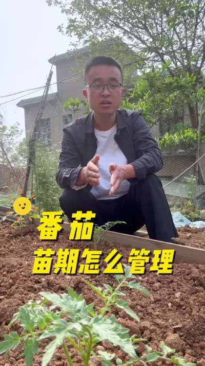 番茄苗期怎么管理才能生长健壮？挂果多？#学种菜 #种植小技巧 #我的小菜园 #番茄
