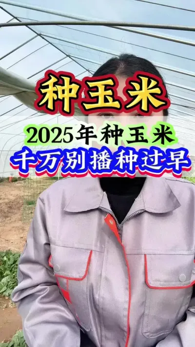 2025年种玉米，千万别播种过早#玉米#玉米种植#种玉米#玉米高产#玉米管理